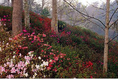 《拳皇15》开发者寄语谈温妮莎 精英特工身经百战